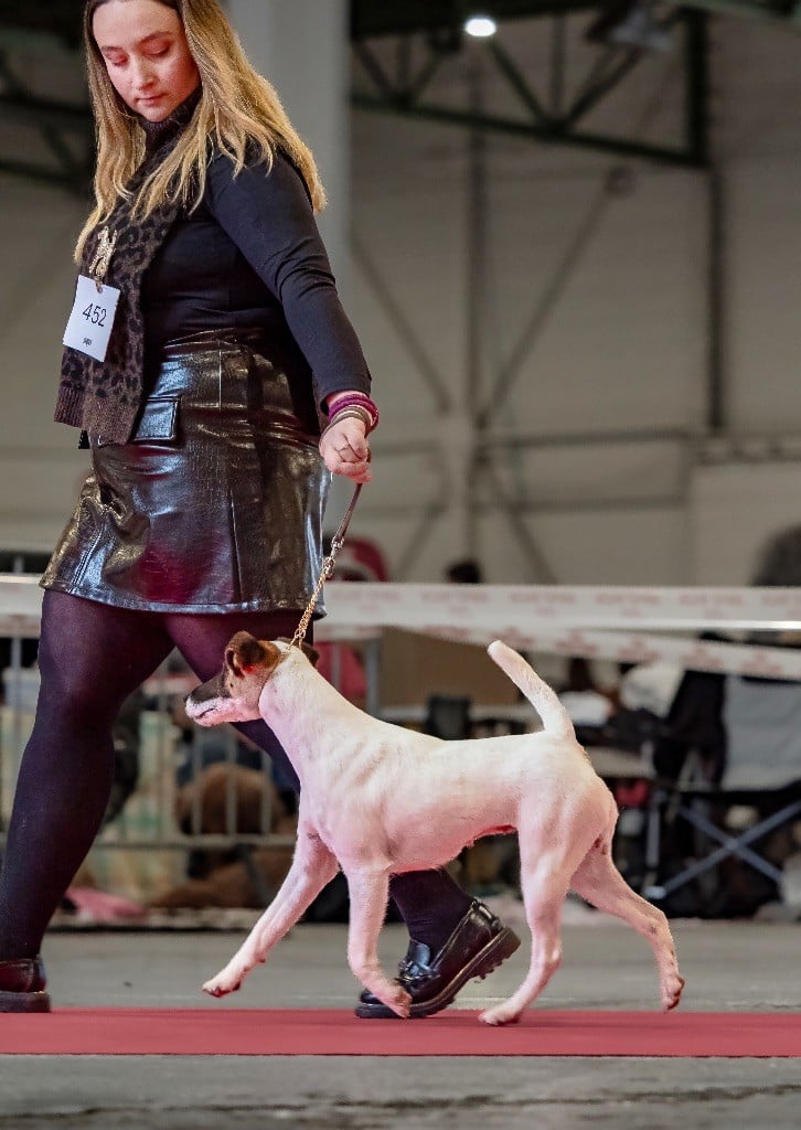 Fox Rebell Ultra secret - 1ER EXC CACS RCACIB