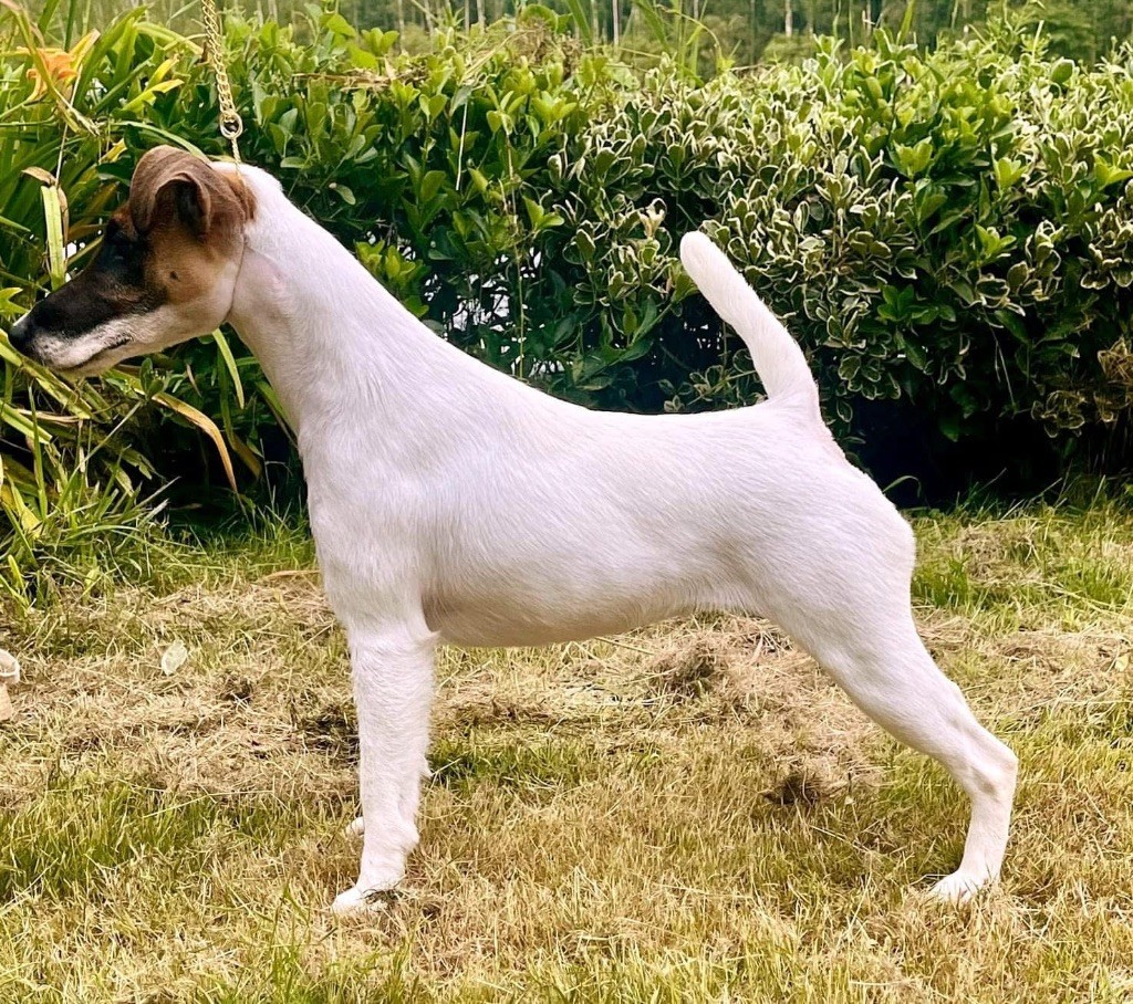 Fox Rebell Ultra secret - 2EME EXC