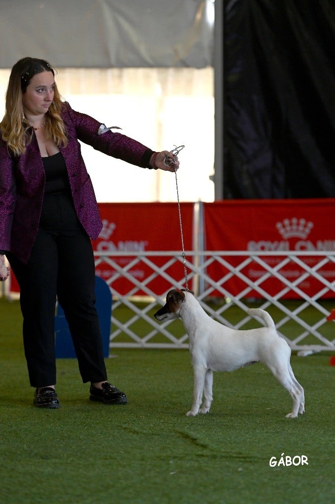 Fox Rebell Ultra secret - 1ER EXC CAC