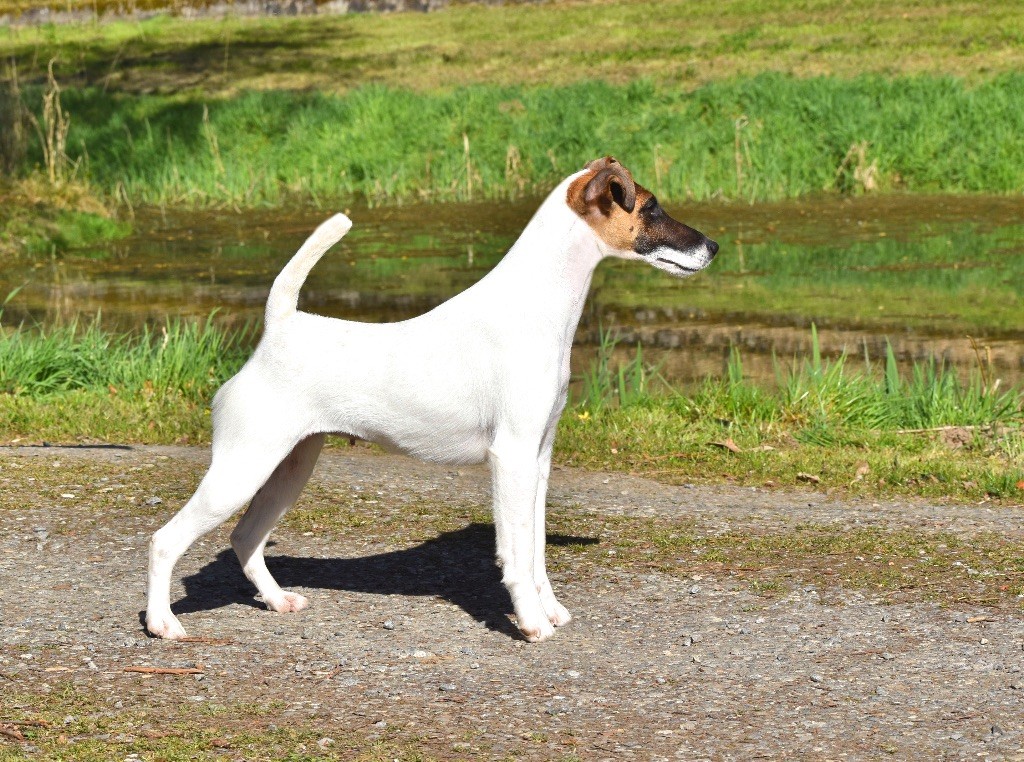 Fox Rebell Ultra secret - 90,37PTS 1ER EXC+ JCACS JBOB JUNIOR BEST IN SHOW