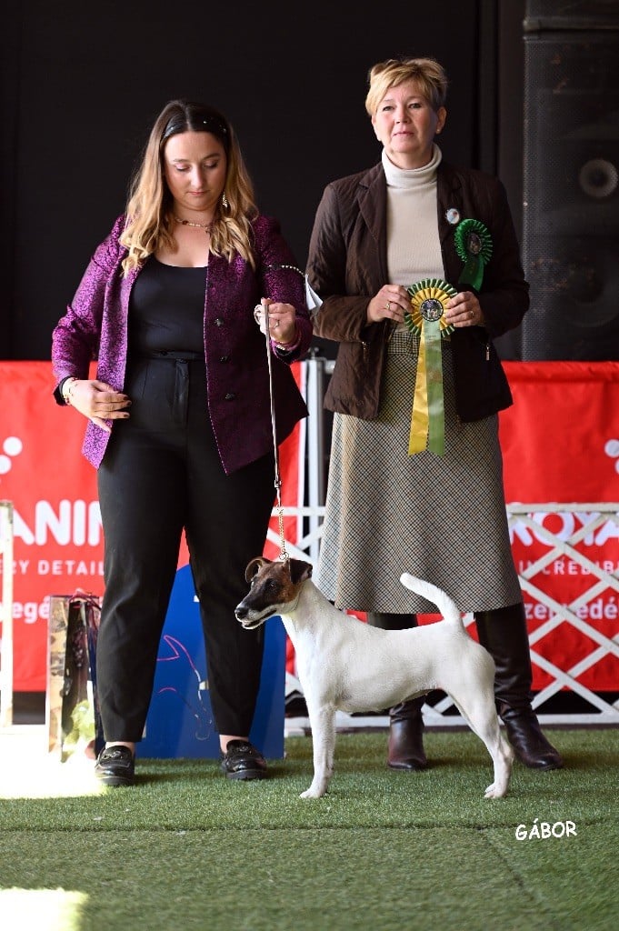 Fox Rebell Ultra secret - 1ER EXC CAC