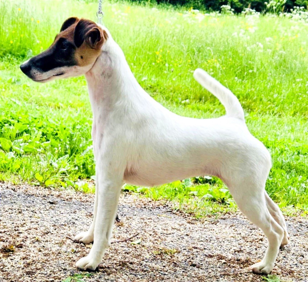 Fox Rebell Ultra secret - 1ER EXC CACS