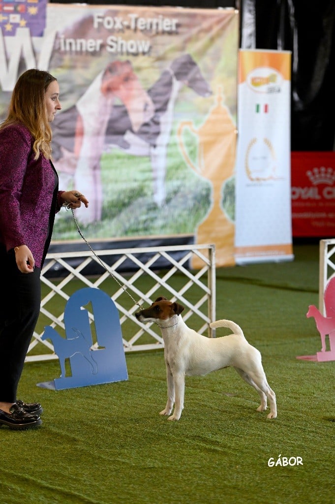 Fox Rebell Ultra secret - 1ER EXC CAC CACIB BOS