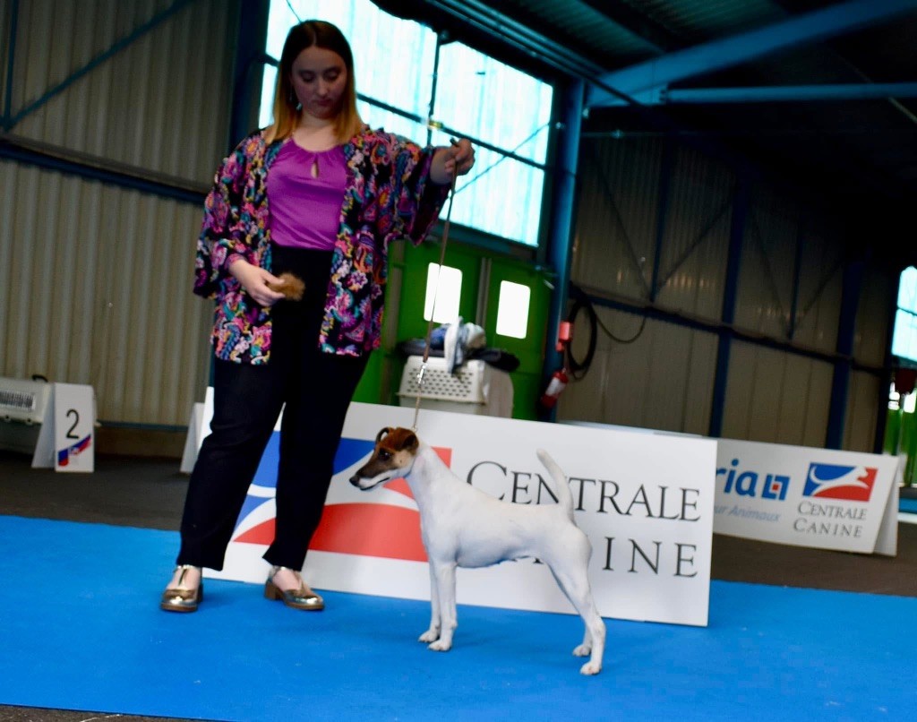 Fox Rebell Ultra secret - 2EME EXC