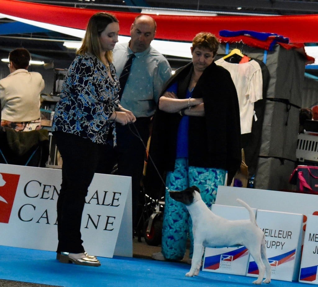 CH. Fox Rebell Rafale - 2EME EXC