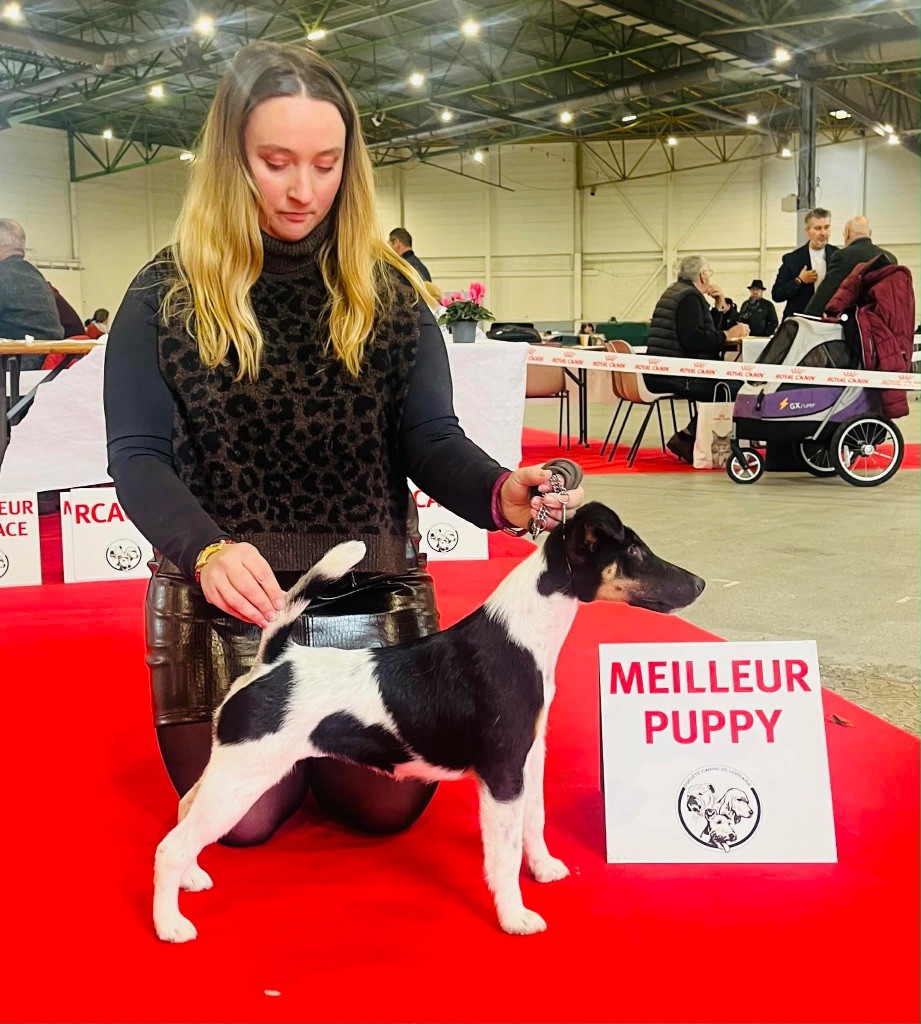 Apple pie Fubelfox - MEILLEUR PUPPY