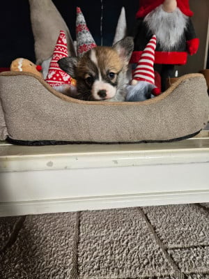 Les chiots de Welsh Corgi Pembroke