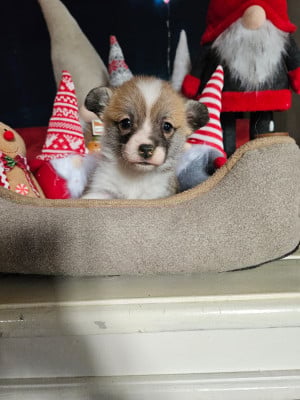 Les chiots de Welsh Corgi Pembroke