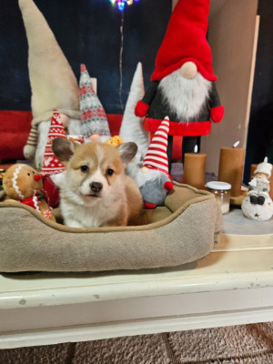 Les chiots de Welsh Corgi Pembroke