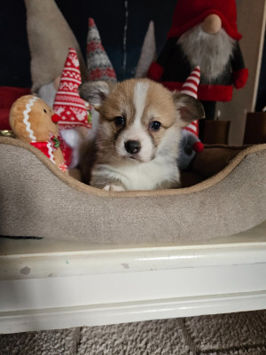 Les chiots de Welsh Corgi Pembroke