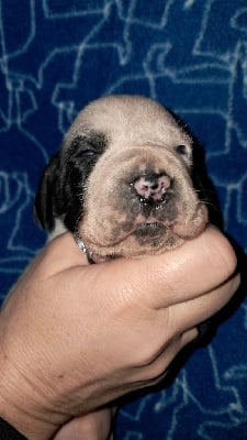 Les chiots de Braque d'Auvergne