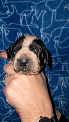 Les chiots de Braque d'Auvergne