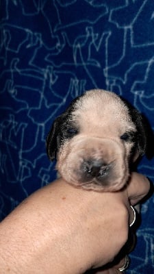 Les chiots de Braque d'Auvergne