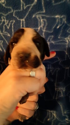 Les chiots de Braque d'Auvergne