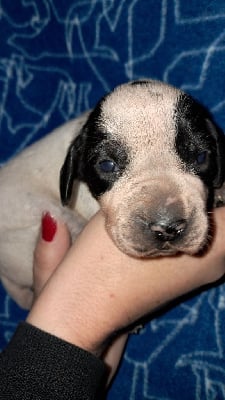 Les chiots de Braque d'Auvergne