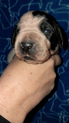 Les chiots de Braque d'Auvergne