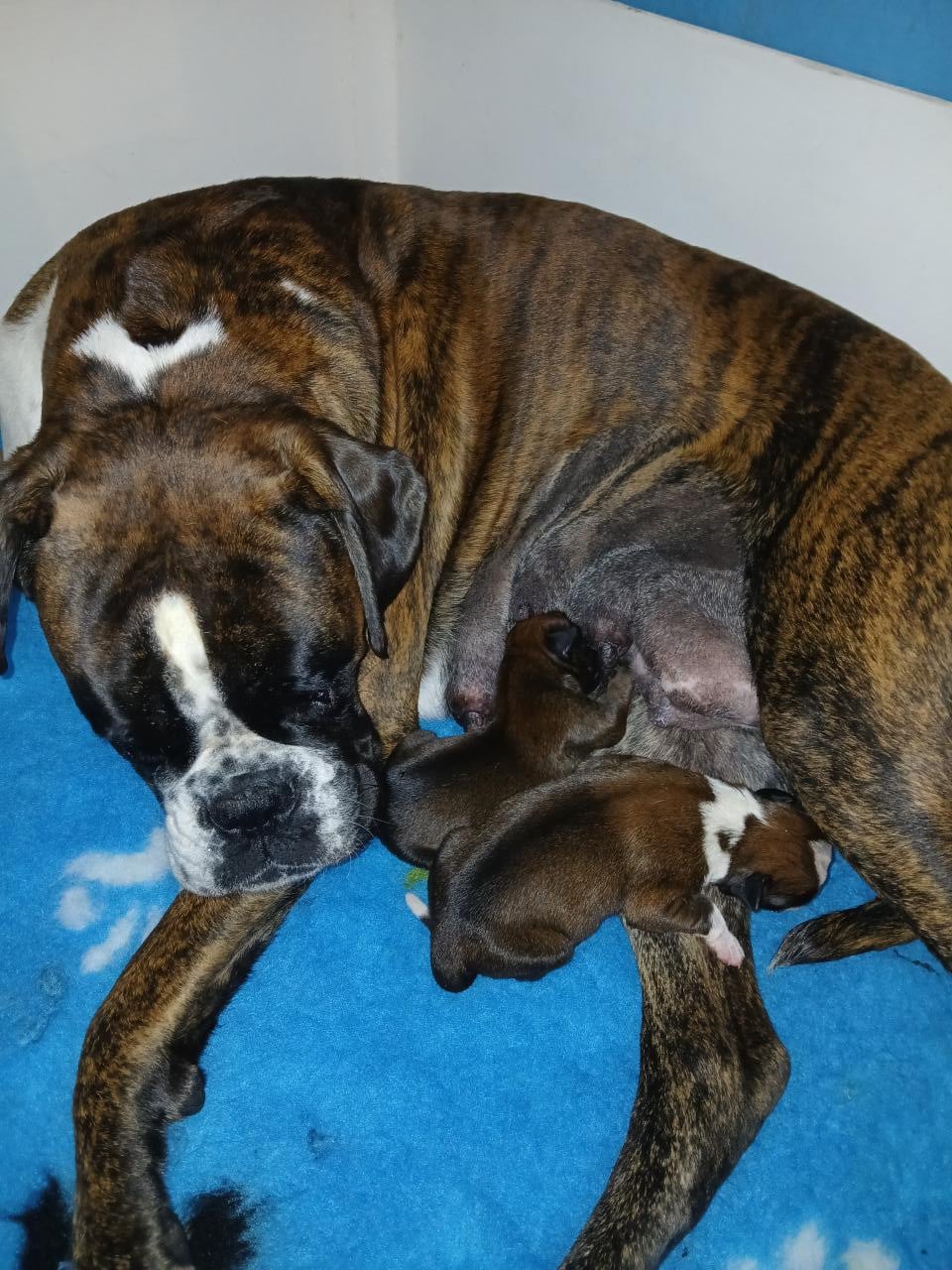 CHIOT 2 - Boxer