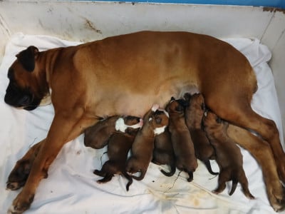 Les chiots de Boxer