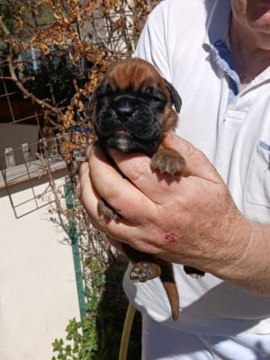 Les chiots de Boxer