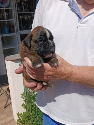 Les chiots de Boxer