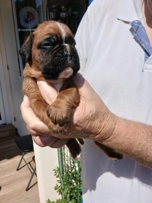 Les chiots de Boxer