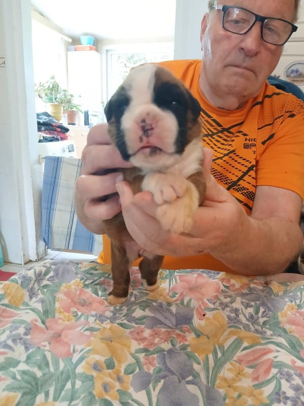 Boxer - Des gorges d'heric