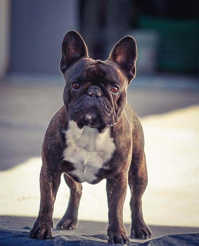 Publication : of kingdom of malapata