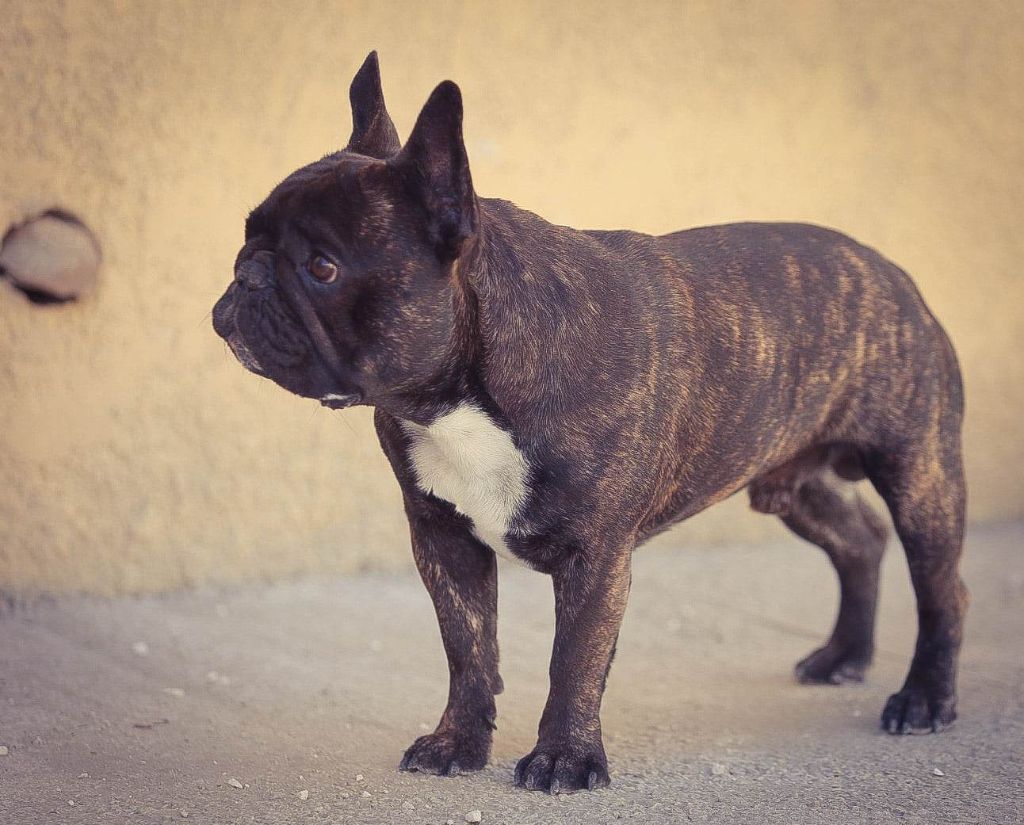 Publication : of kingdom of malapata