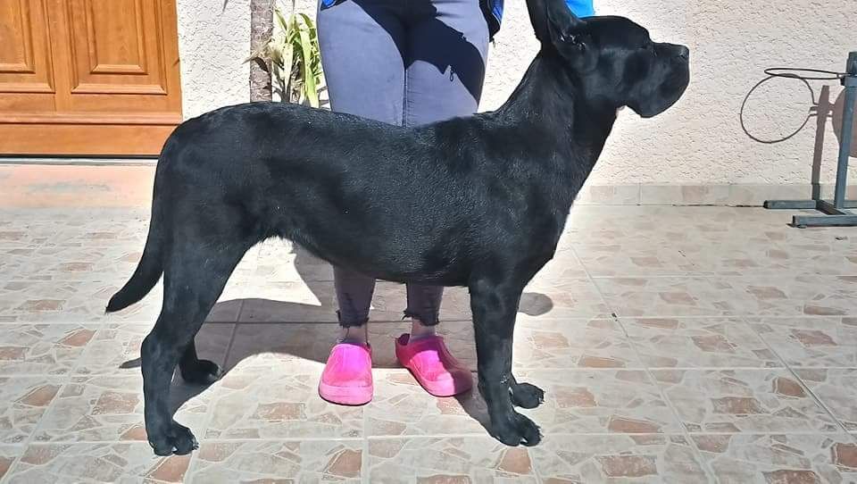 Publication : de Genevayse Auteur : Guy delphine