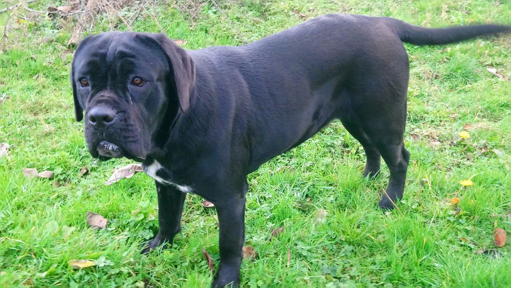 Publication : de Genevayse Auteur : Guy delphine