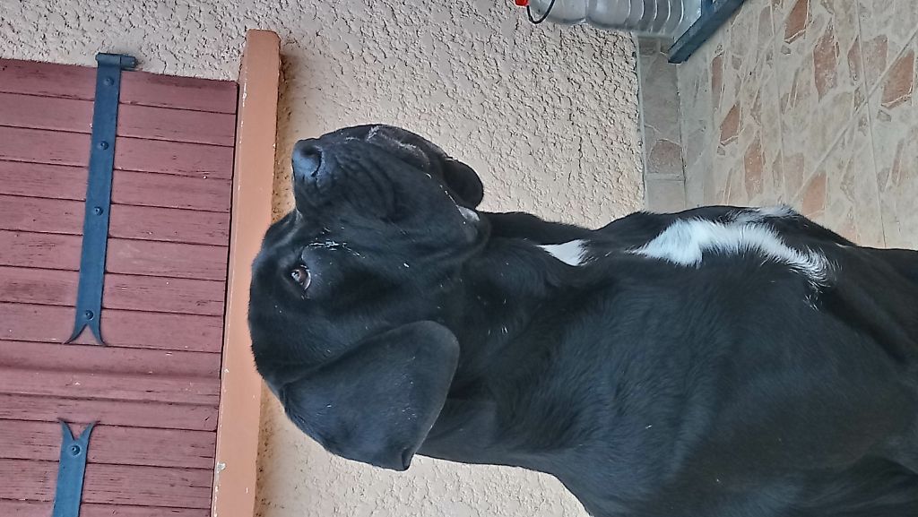 Publication : de Genevayse Auteur : Guy delphine