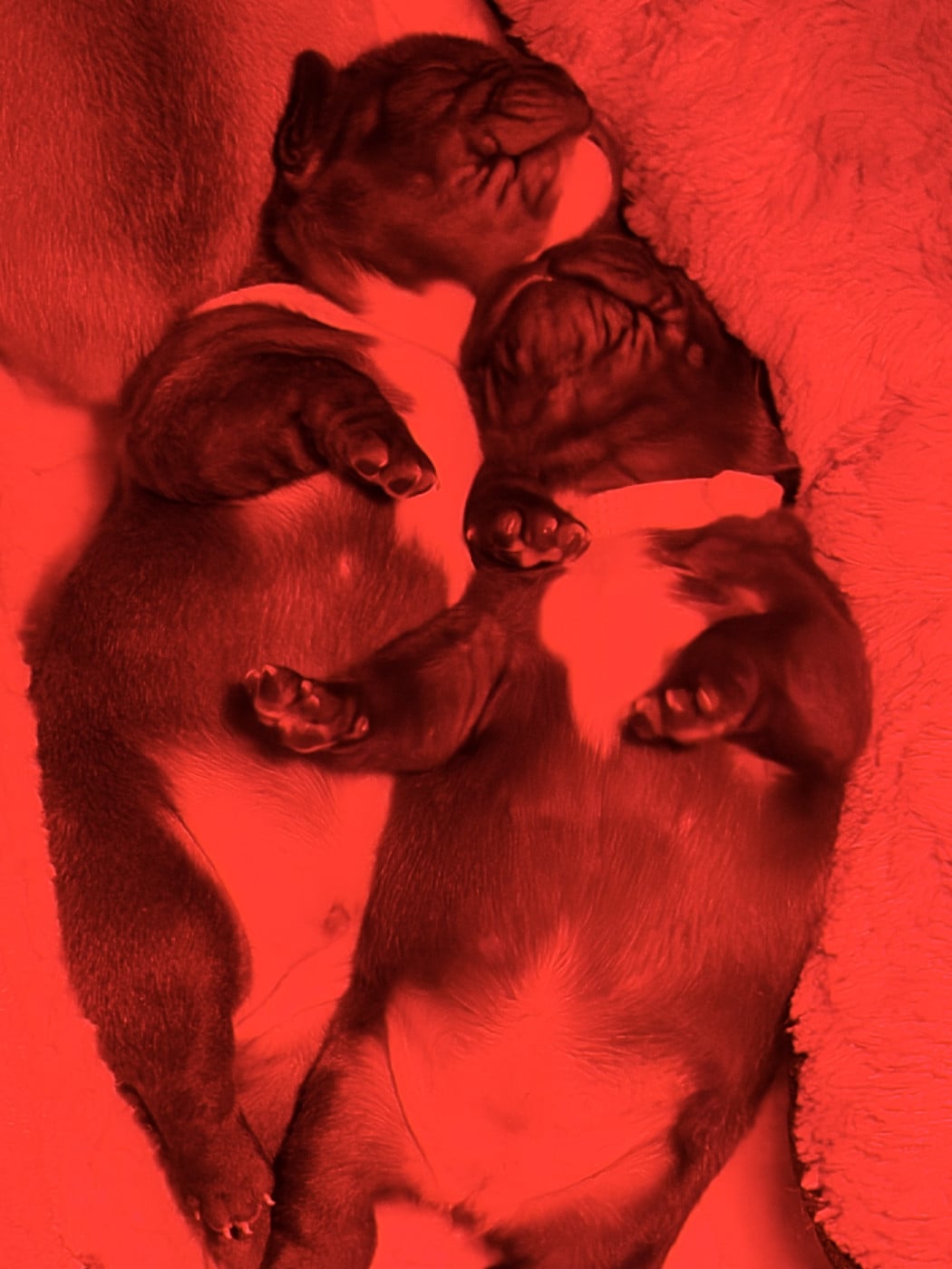 Bouledogue français - de La Lizonière