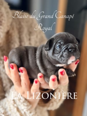 Les chiots de Bouledogue français