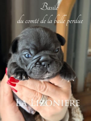 Les chiots de Bouledogue français