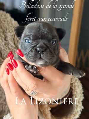 Les chiots de Bouledogue français