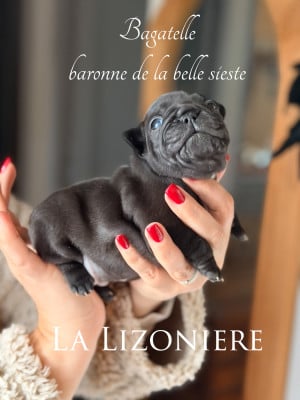 Les chiots de Bouledogue français