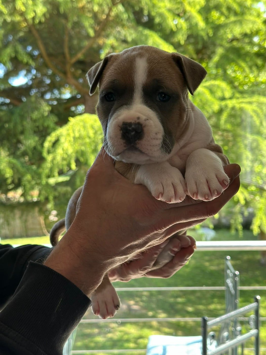 Maison Vannbert Barclays - American Staffordshire Terrier