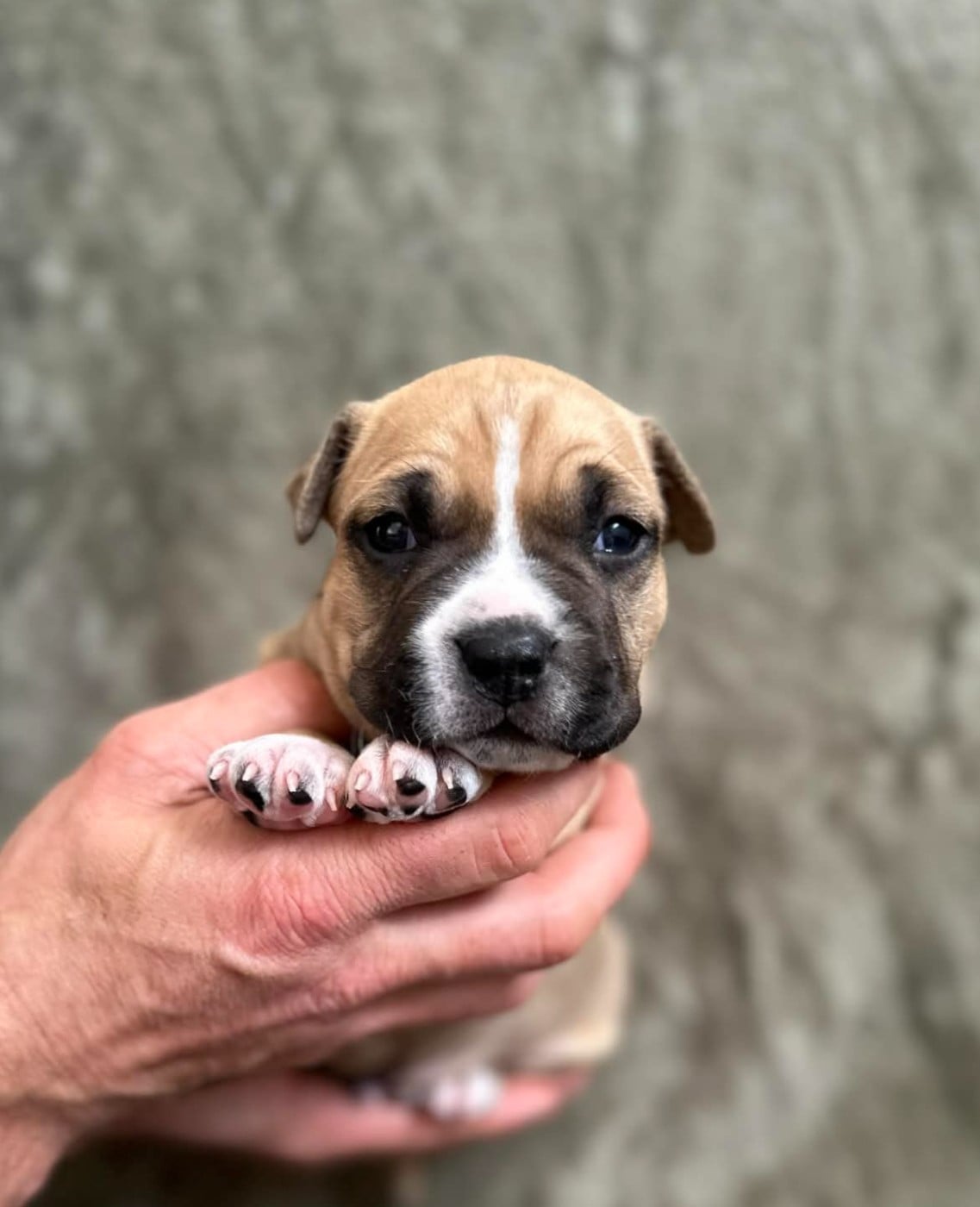 Maison Vannbert Bonaparte - American Staffordshire Terrier