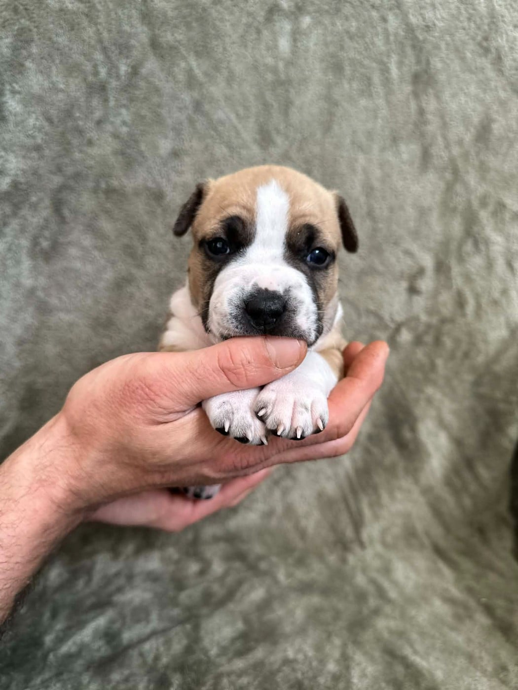 Maison Vannbert Because I love you - American Staffordshire Terrier