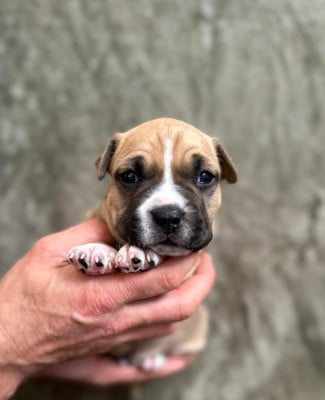 Maison Vannbert Bonaparte - American Staffordshire Terrier