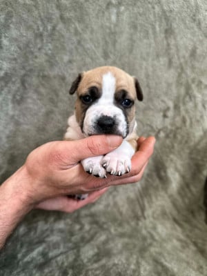 American Staffordshire Terrier