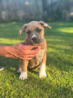 Les chiots de American Staffordshire Terrier