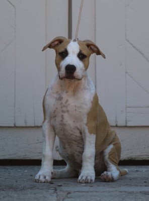 Les chiots de American Staffordshire Terrier