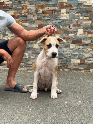 Les chiots de American Staffordshire Terrier