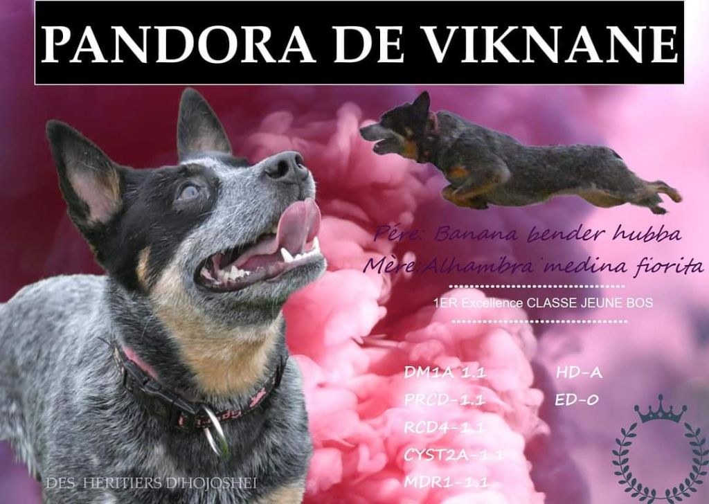 Pandora dit paccun De Viknane