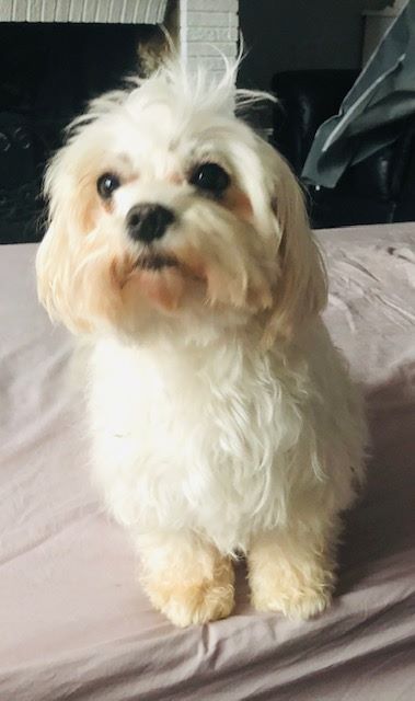 Publication : des cavaliers de cecvan Auteur : Claudie Cecchet