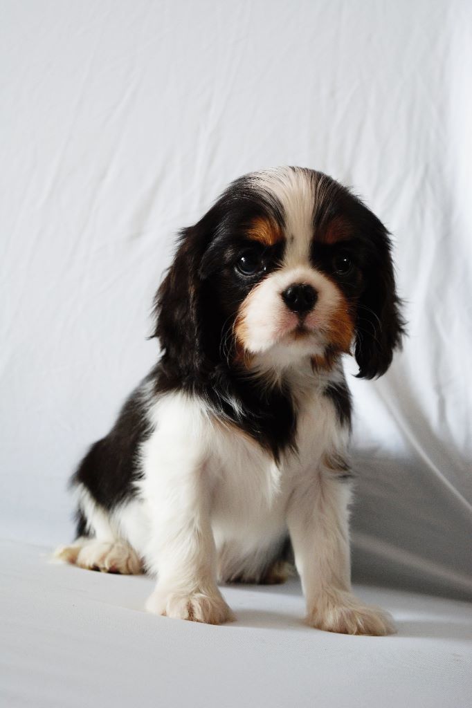 Accueil Elevage Des Cavaliers De Cecvan Eleveur De Chiens Cavalier King Charles Spaniel