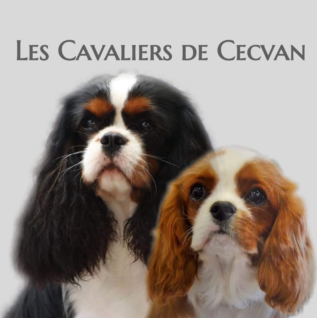 Accueil Elevage Des Cavaliers De Cecvan Eleveur De