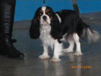 Bichon Caf Ef Bf Bd Paris Bichon Caf Ef Bf Bd Paris