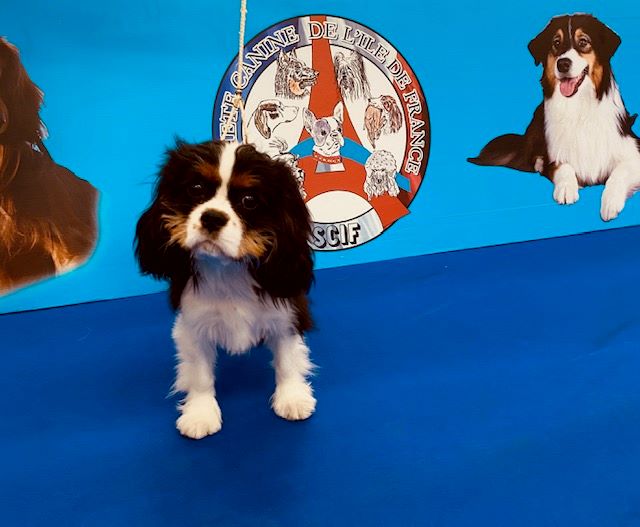 Pomme d'amour des cavaliers de cecvan - Très Prometteur classe Puppy